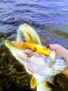 On fishing the toothy mouth of a pike river predator prey fisherman